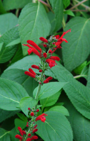 Ask Mr. Sage: How to Select Plants in Warm Zones