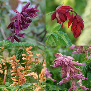 Success with Flowers: 1898 Advice about Salvias
