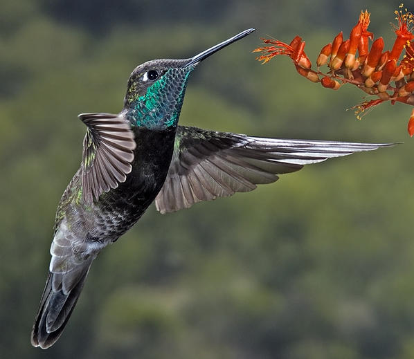 West Texas Live Hummingbird Cam