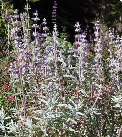 Planting a Scented Garden in the Desert