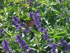 Salvias in the Cemetery: Meet the Duelbergs