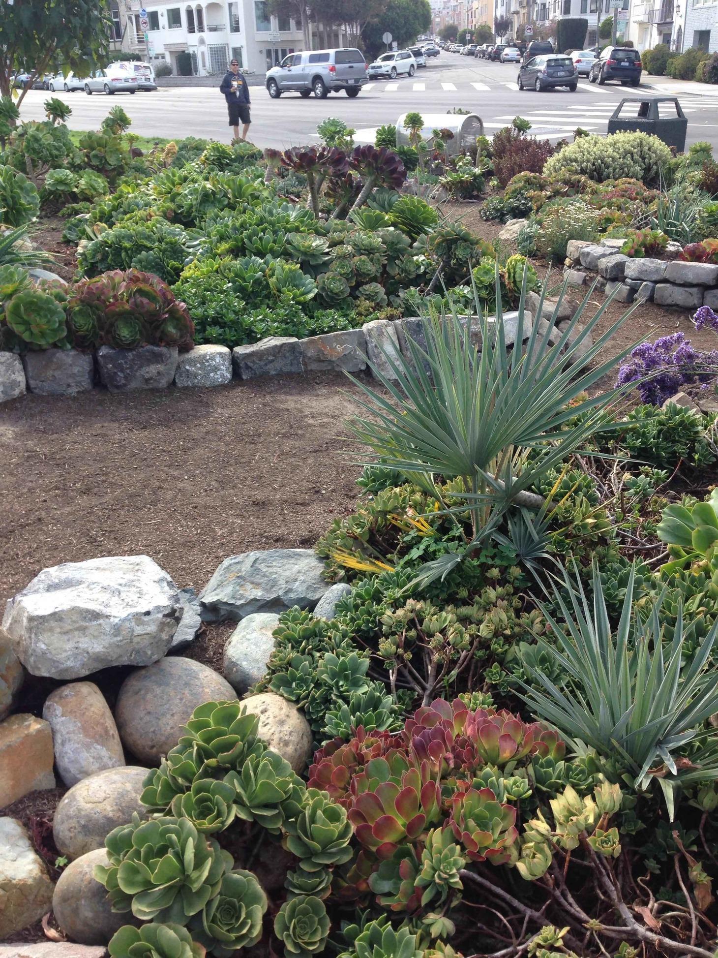 SoCal Drought Strategy: Integrating Rain Gardens in Landscape