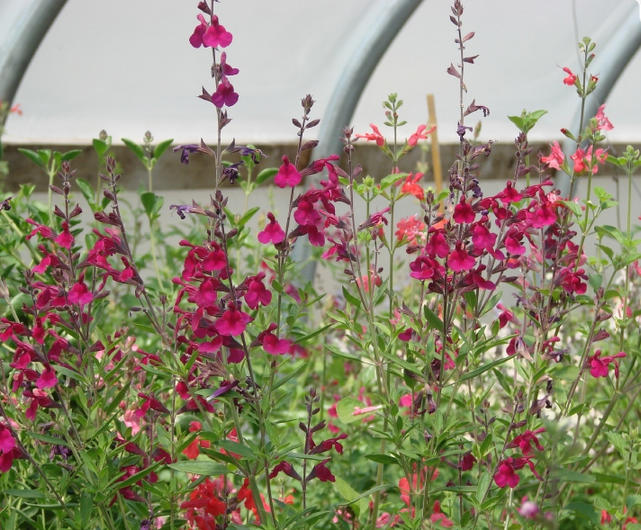 Ideas and Plants for Rain Gardens Nationwide