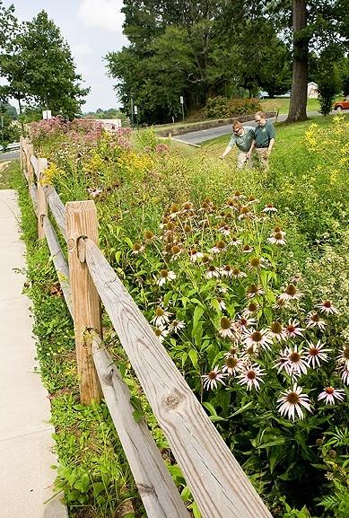 Nationwide Rain Garden Design Links