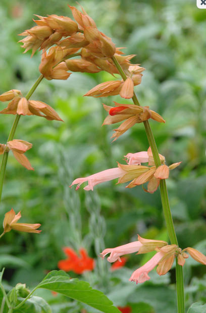 New York City's Coastal Comeback Planting