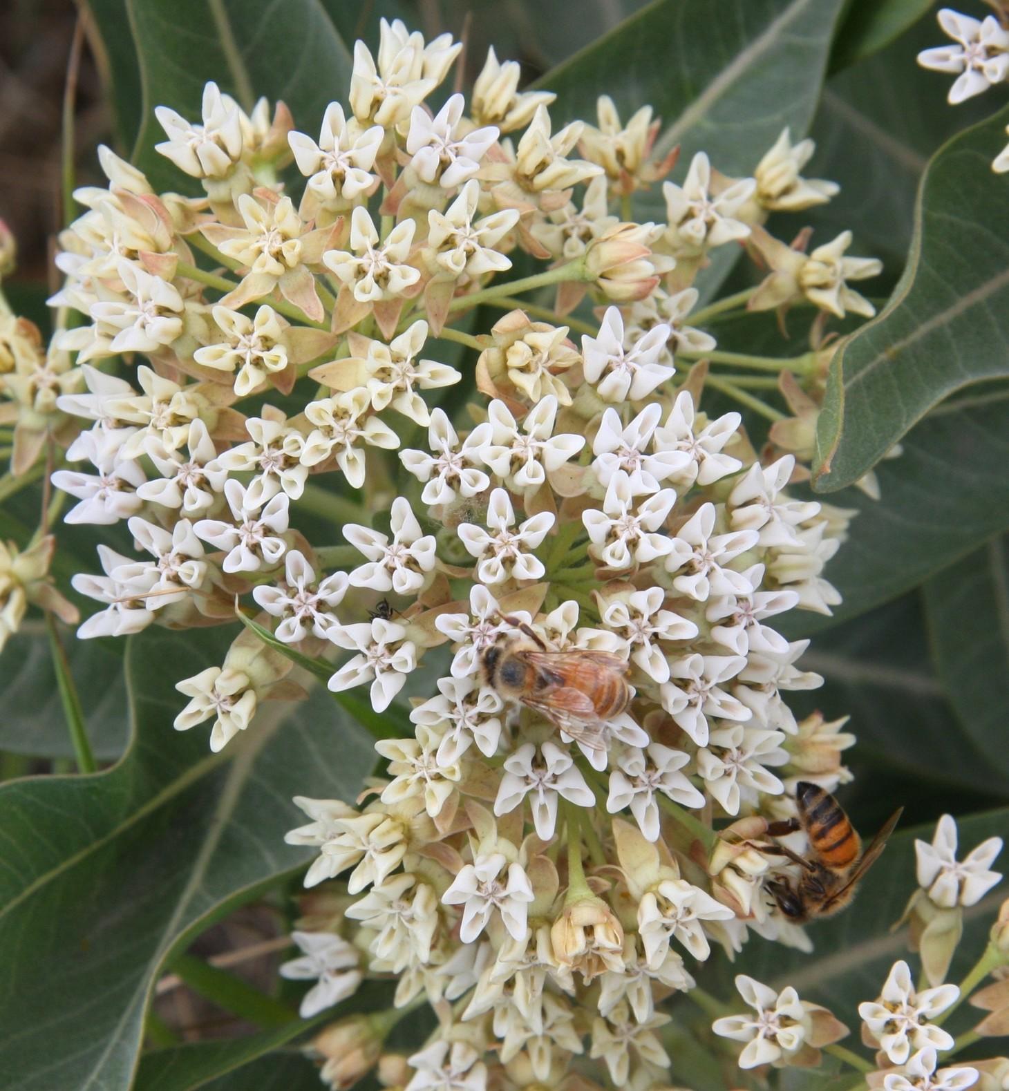 Milkweed Regions of the Nation