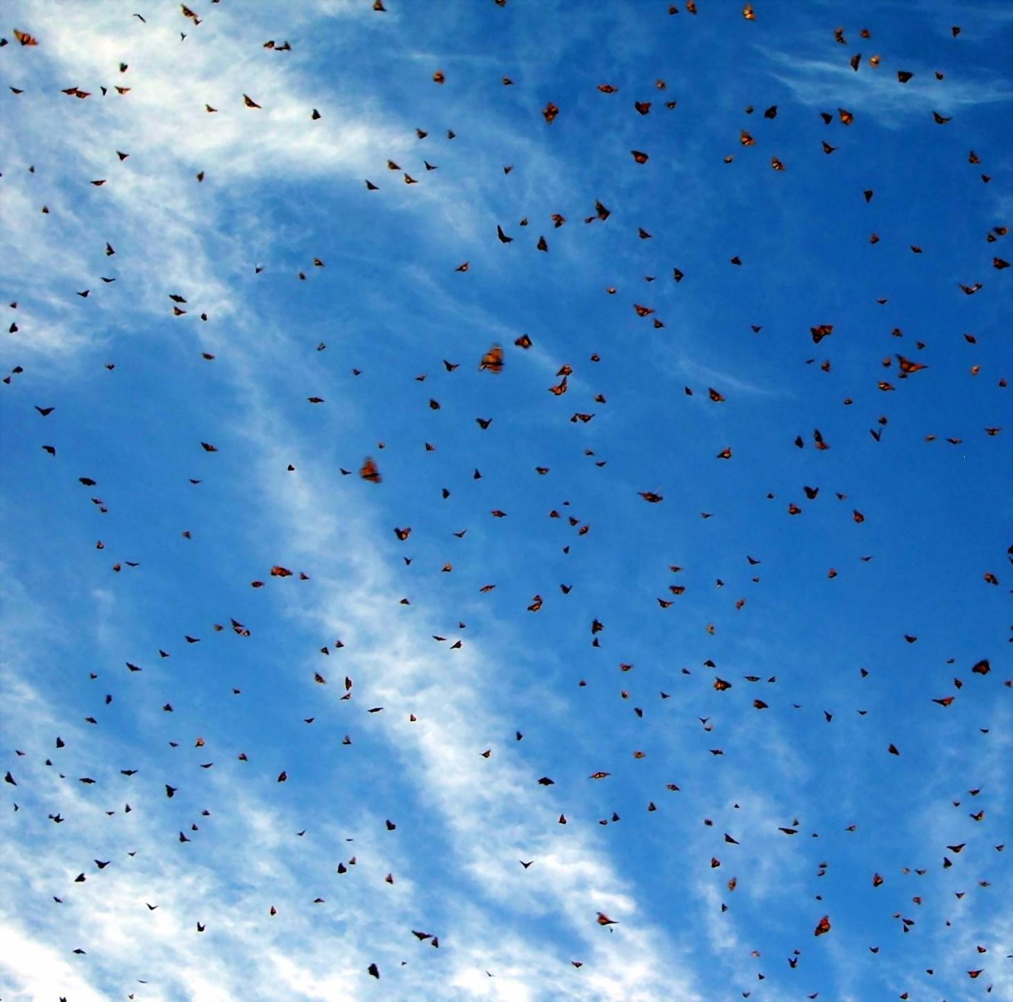 Understanding Threats to Monarch Butterfly Migration
