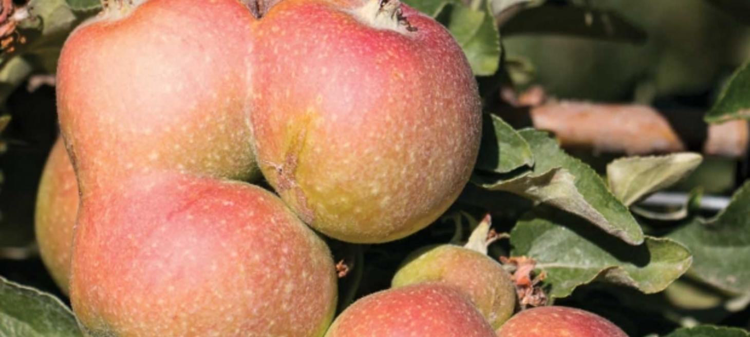 The Hard Trials Of Growing Cider Apples