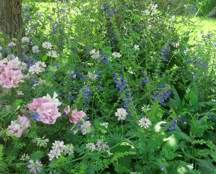 Roses Meet Their Perfect Match -- Salvias
