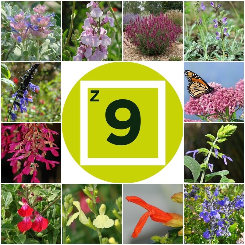 Getting Started with Salvias: Know Your Zone and Region