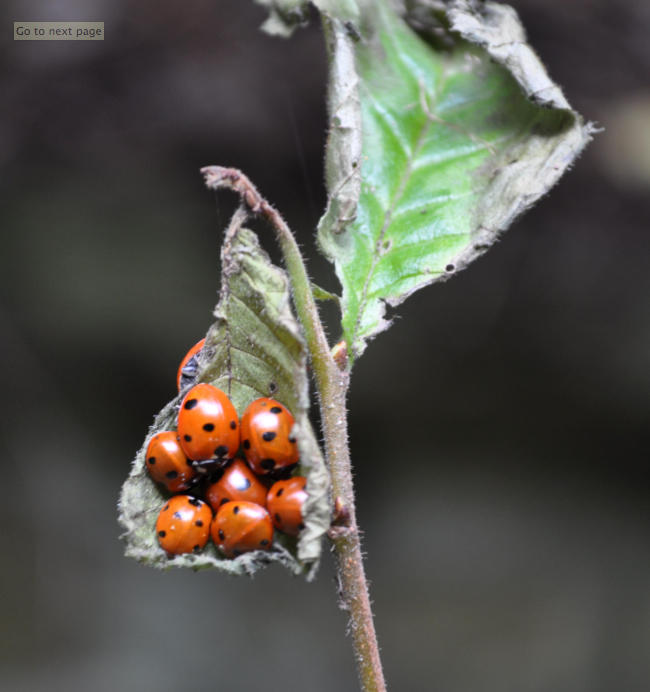 6 Reasons Not to Clean Up Your Garden This Fall