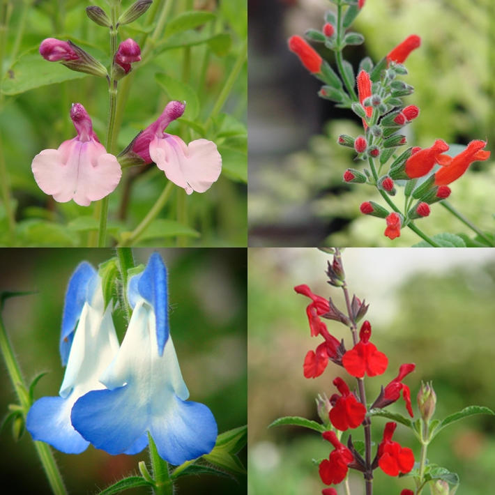 Add Pantone Spring 2016 Colors to Your Garden