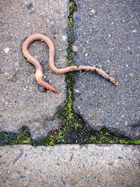 Why Do Earthworms Surface After Rain?