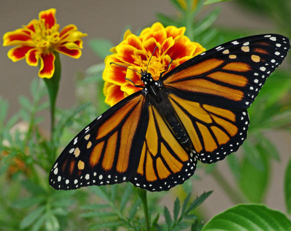 Monarch Butterflies Make It Home for Winter