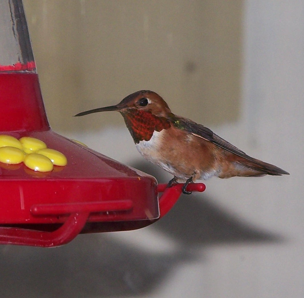 A Southeastern Winter Haven: Georgia's Second Hummingbird Season