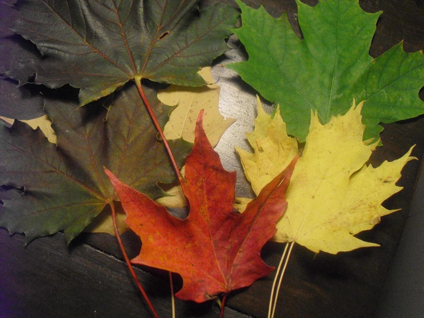 How to Put Salvias to Bed with Winter Mulch