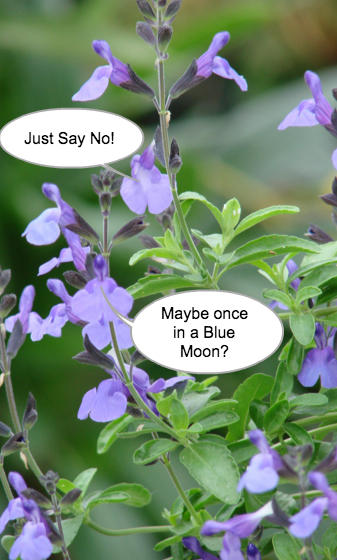 Ken Thompson Says "No" to Fertilizer on Ornamentals