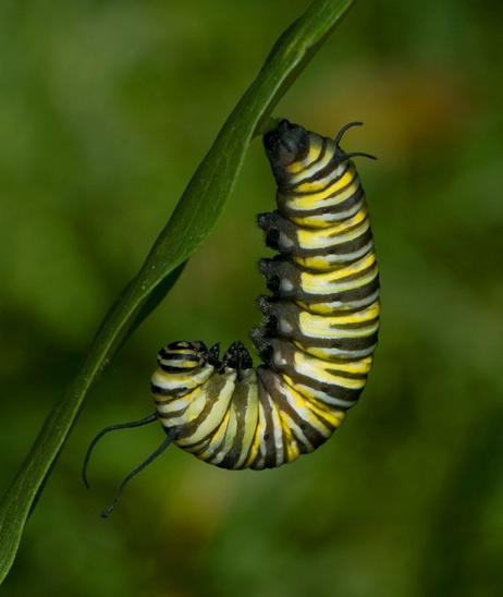 Explaining the Metamorphosis of the Monarch Butterfly