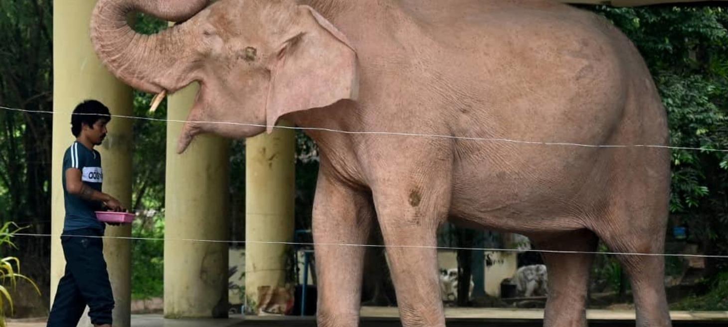 Myanmar military asserts white elephant as good omen for its rule