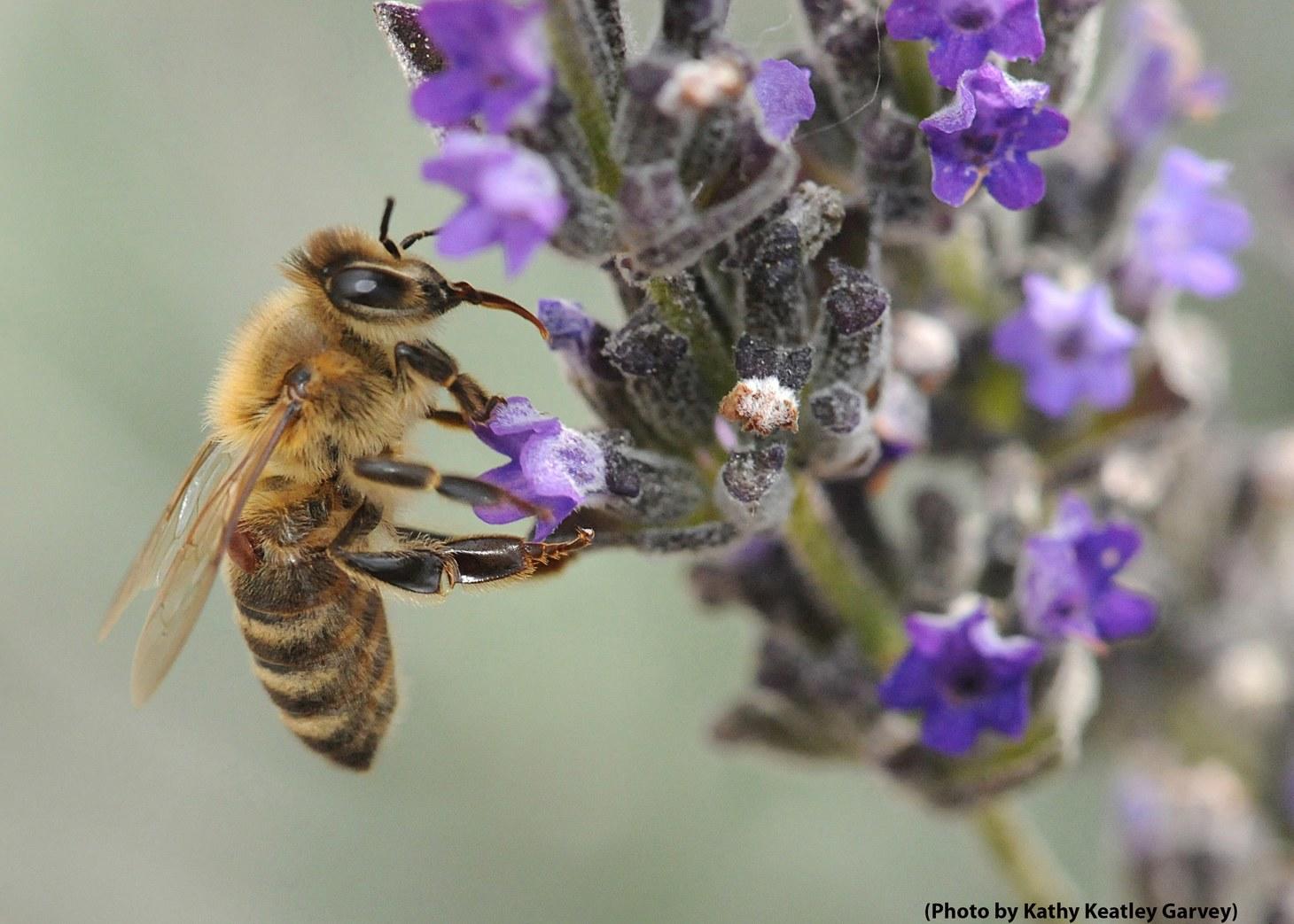 How Nurse Bees Protect Hive Honey When They Become Foragers
