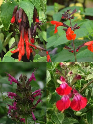 Attracting Hummingbirds to Your Garden