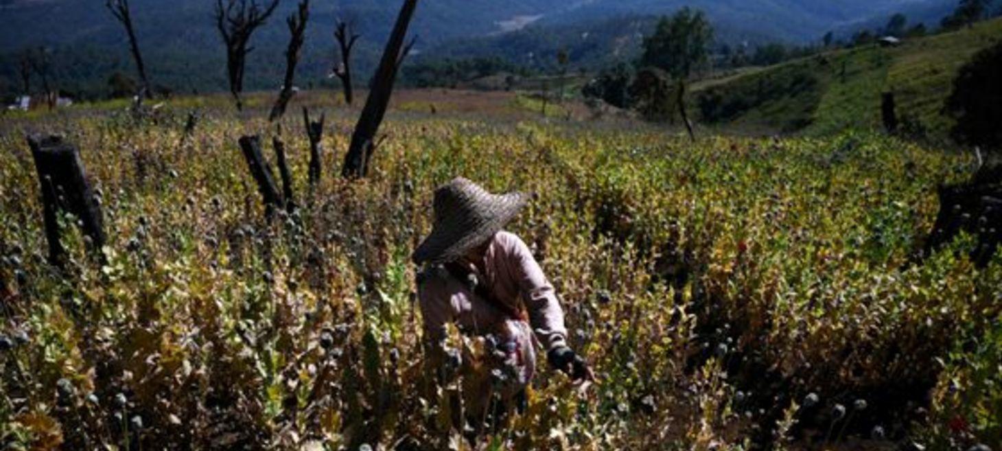 Opium production booming in Myanmar after the coup: report