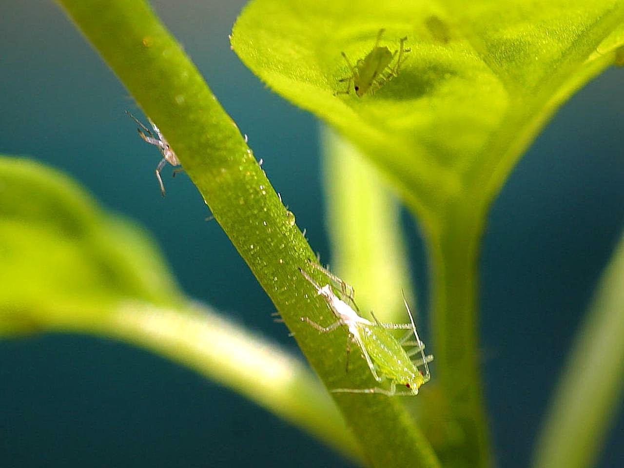 Protecting Houseplants Against Pests