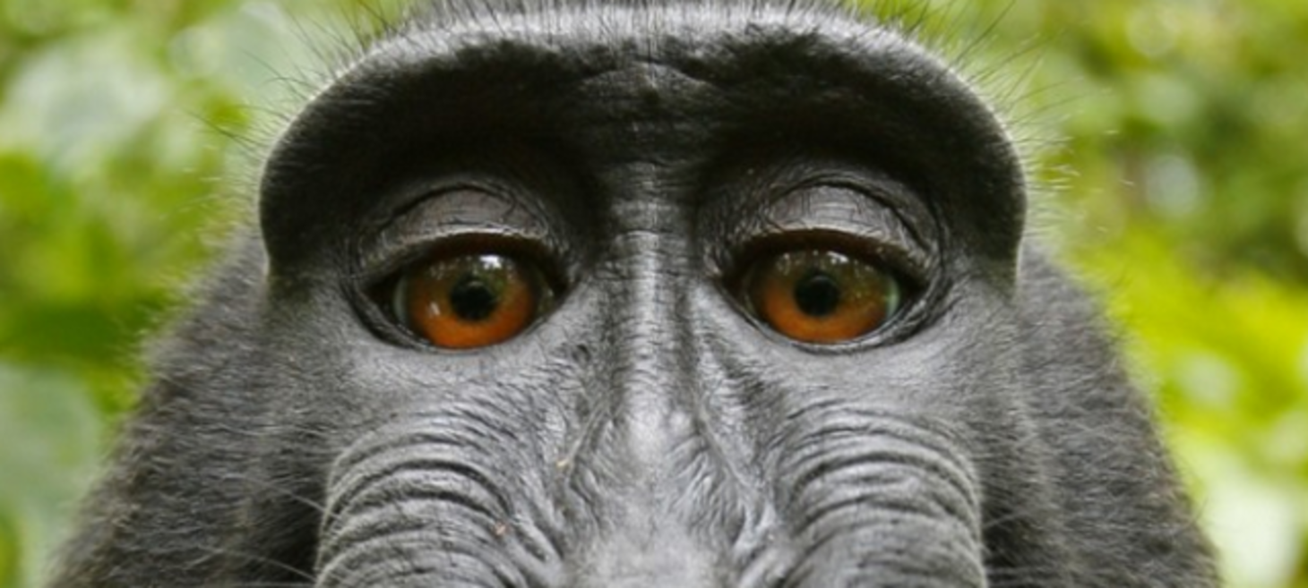 A Statement from the Monkey