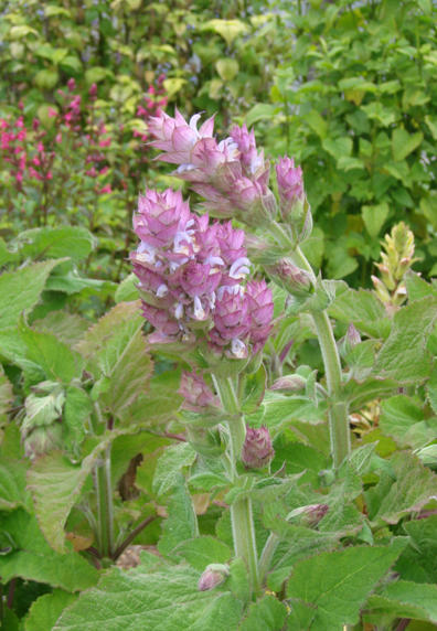 Relaxing, Beautifying and Cooking with Clary Sage