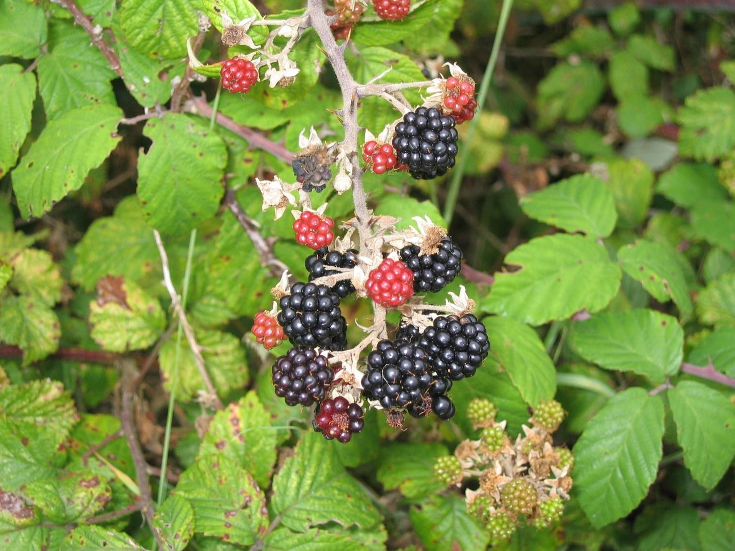 Molly Moon's Blackberry Sage Ice Cream