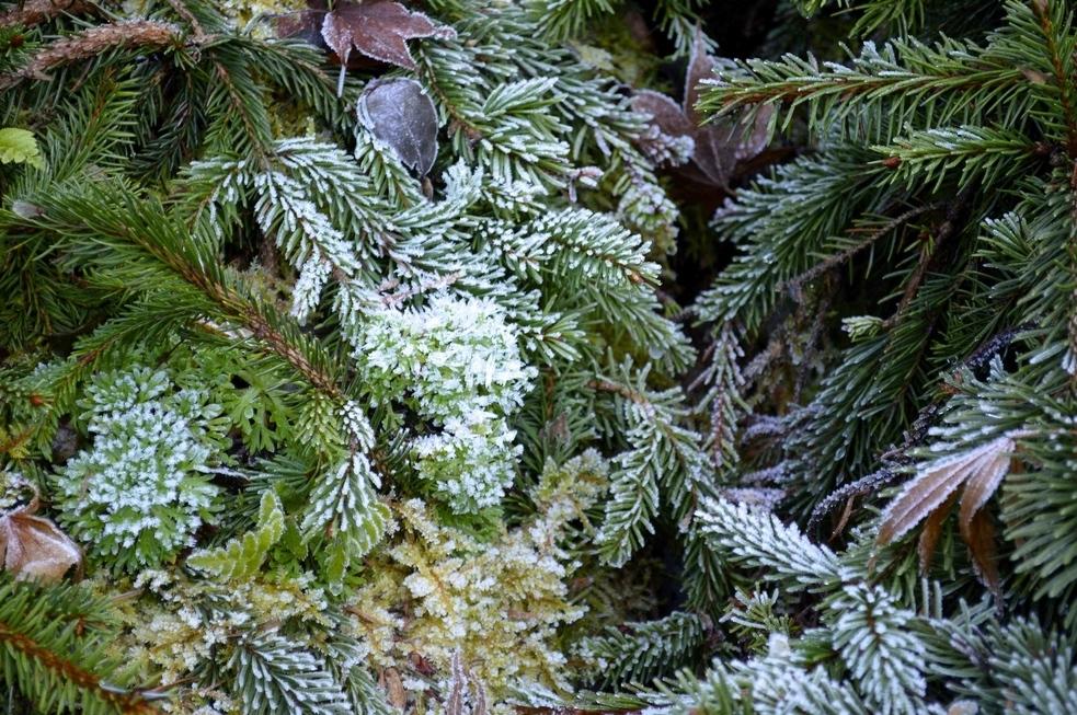 Life and Color in the Winter Landscape