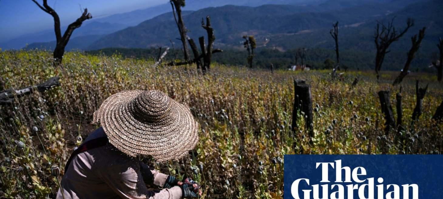 Myanmar becomes world’s biggest producer of opium, overtaking Afghanistan