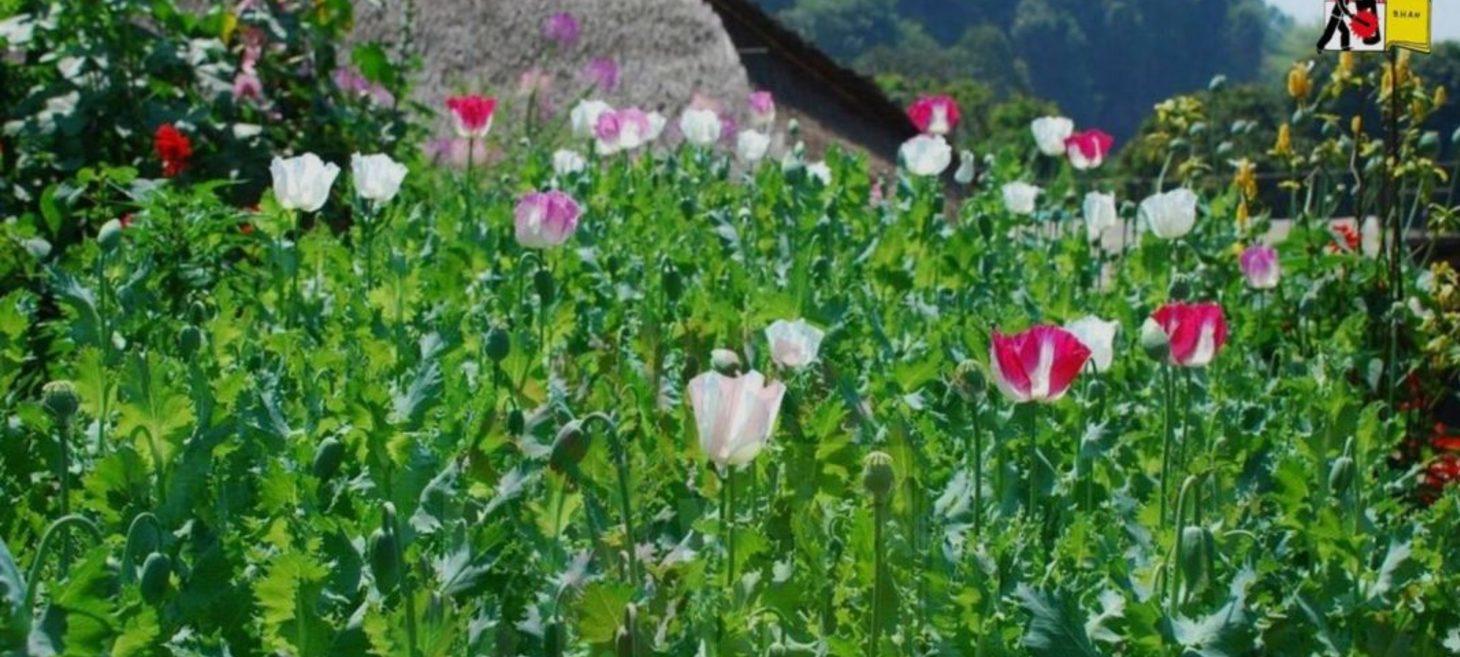 Unavoidable Truth: Shan State Tops World Opium Producer