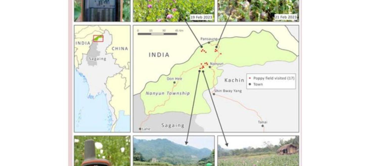 Myanmar, the world's leading opium producer, grapples with pervasive civil conflict and drug crisis (4)
