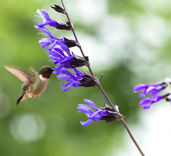 Fifteen Thirsty Salvias for Florida