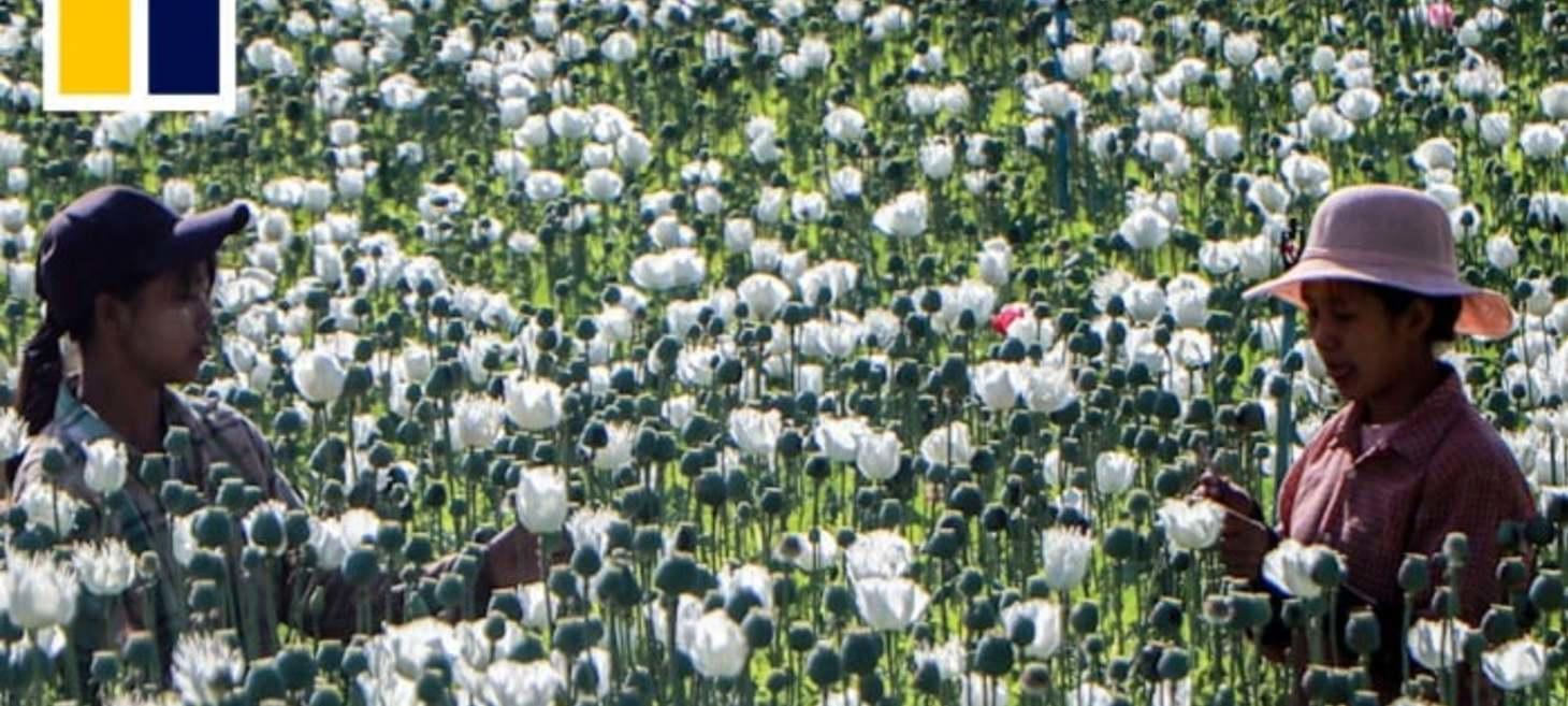 Myanmar farmers turn to growing opium with no end in sight to coup chaos