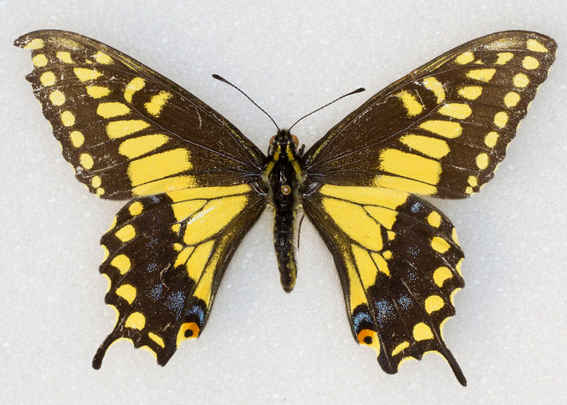 SoCal: Desert Bloom Means Desert Butterflies