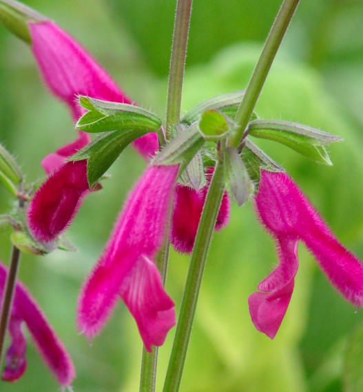 Salvias to 'Soothe the Soul' at UK's Nymans Garden
