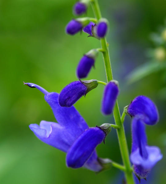 True Blue Salvias You Can Rely on for Garden Serenity
