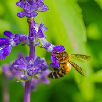 How to Find Food for Bees at Flowers by the Sea