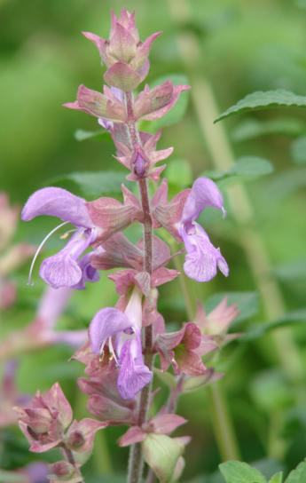 Selecting & Properly Maintaining Salvias for Dry Gardens