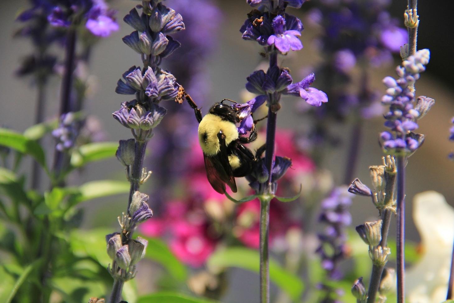 Video: What's Happening to the Bees