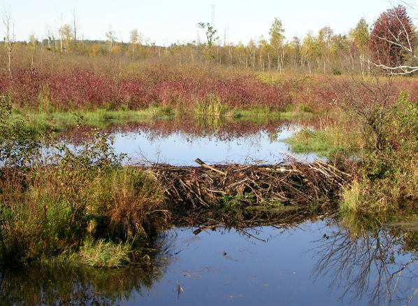 How a UK Town Worked with Nature to Avert Flooding