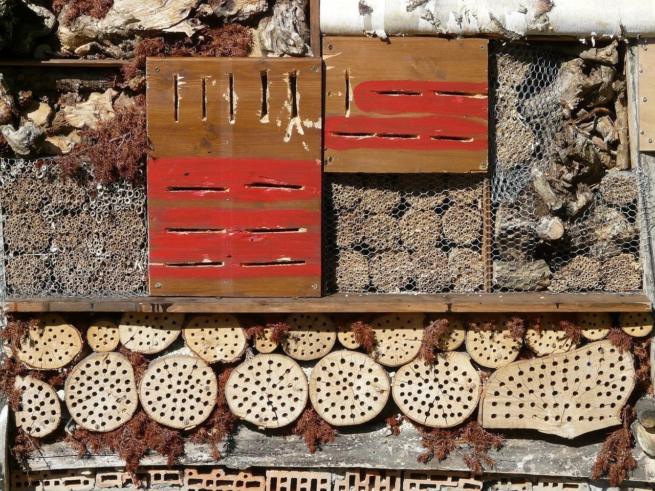 Welcoming & Attracting Many Kinds of Bees to Your Garden
