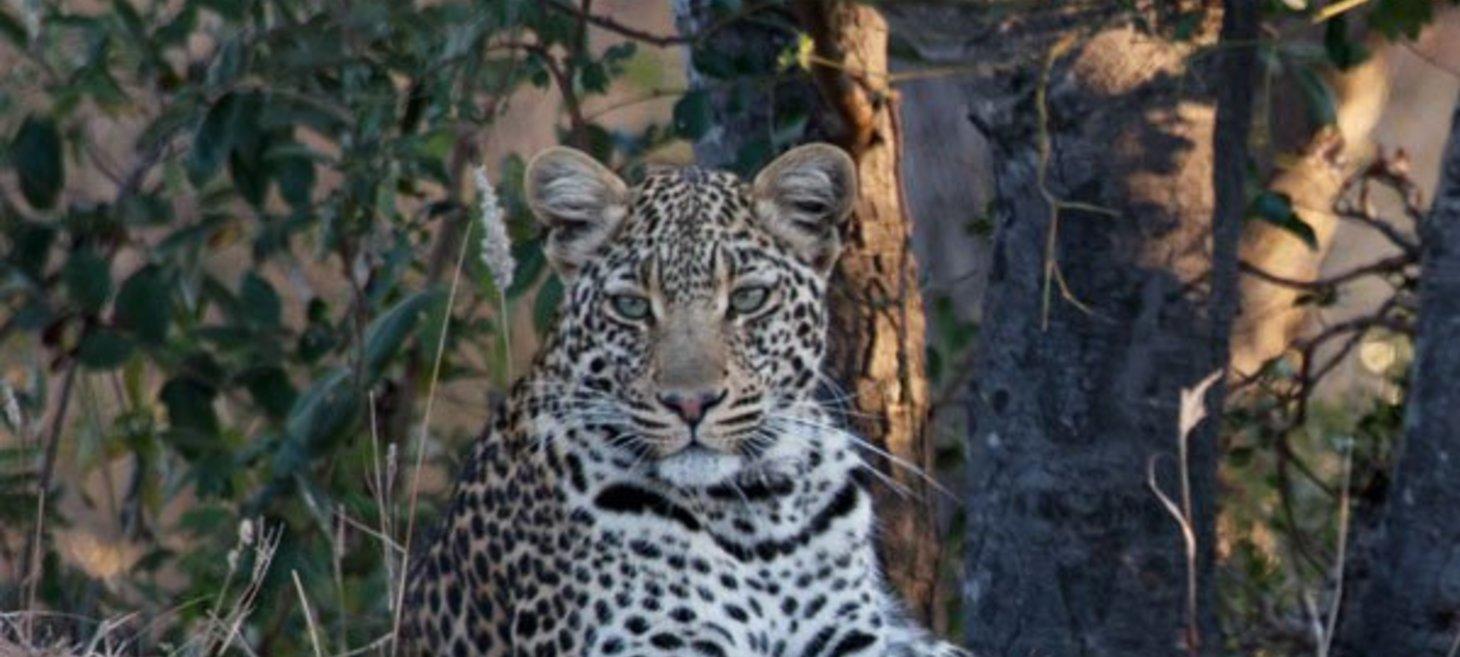5 Beginner Tips for Photographing Animals in the Wild
