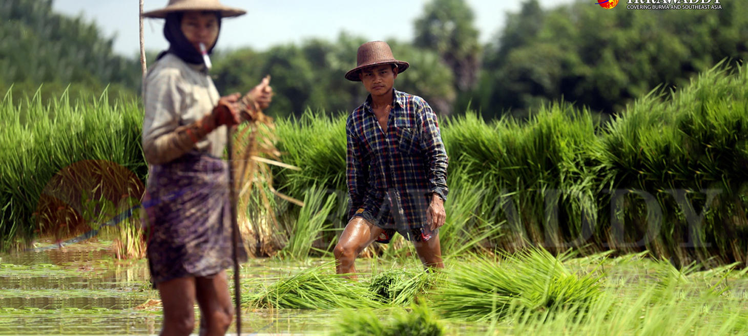 Farmers in Myanmar’s Mon State Warn of Severe Decline in Monsoon Harvest