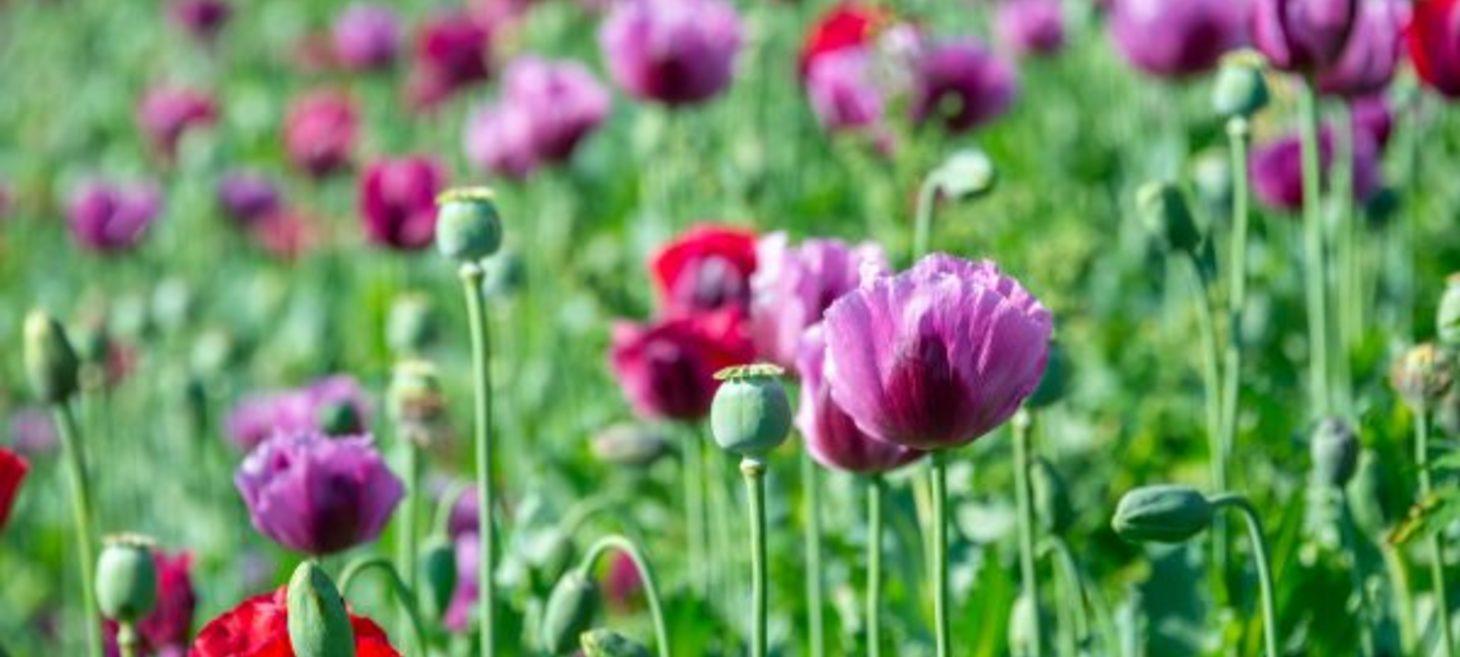 Myanmar Junta Admits 'Challenges' in Fighting Opium Cultivation, Meth Production