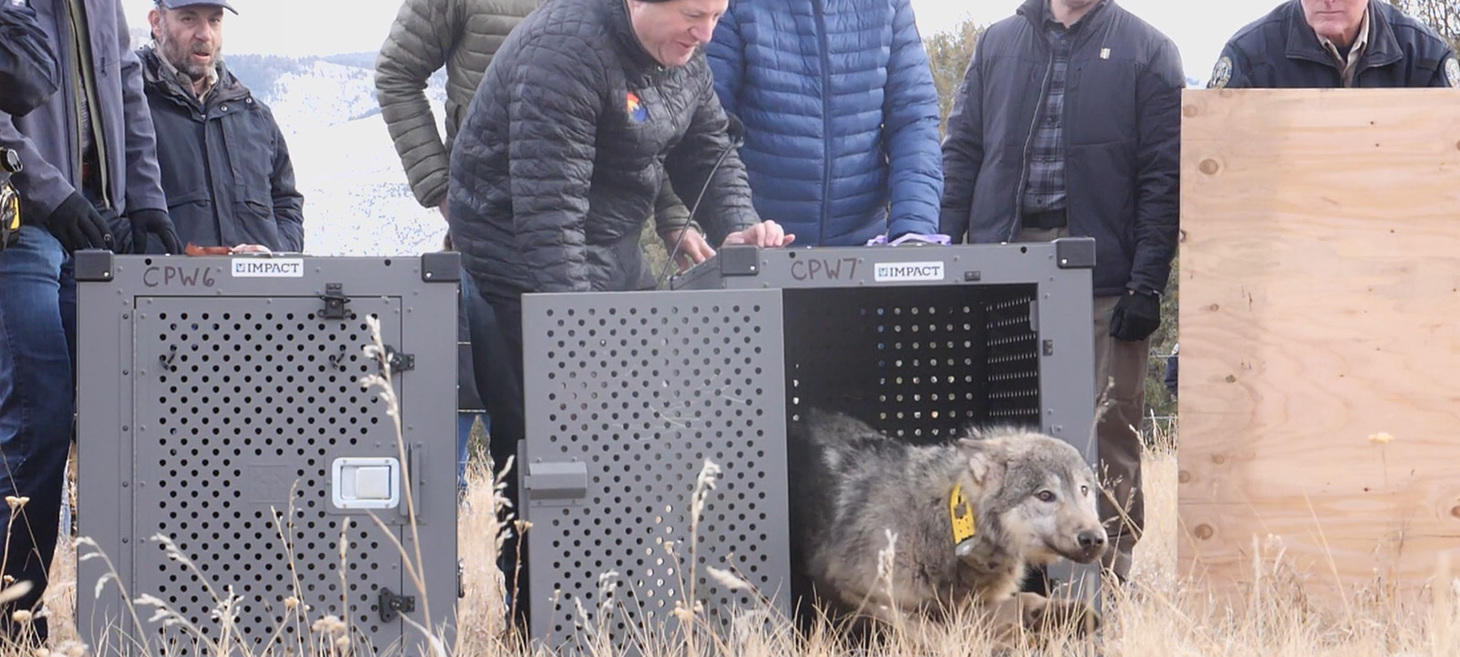 Wyoming ranchers promise 'warm welcome' if Colorado wolves cross border