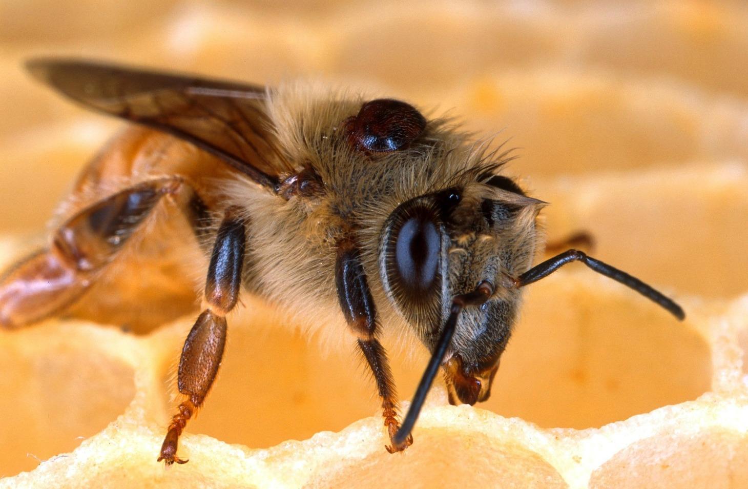 Great News: Tough Honeybees Bite Varroa Mites to Survive