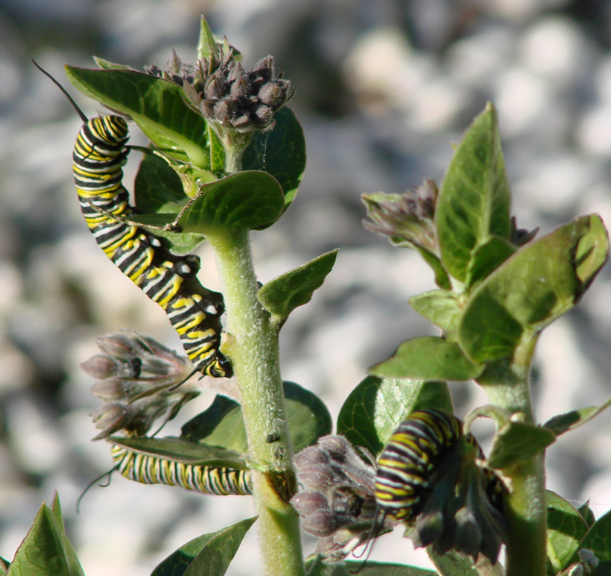 Wildlife Garden Design Feeds Many Kinds of Pollinators
